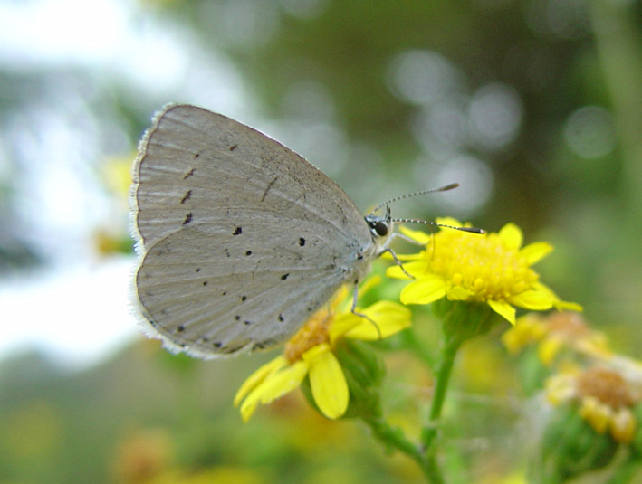 Celastrina argiolus